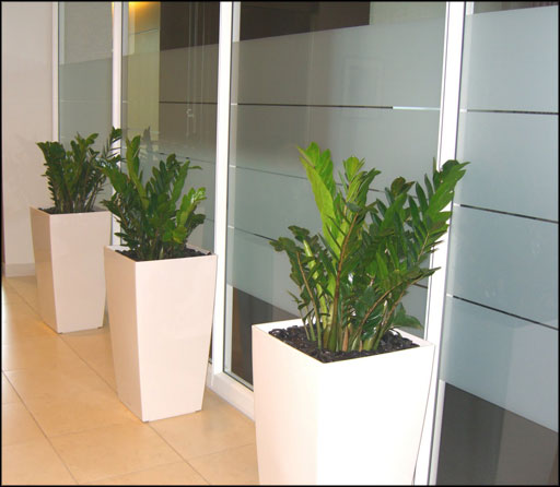 Indoor Office Plants  Office Furniture